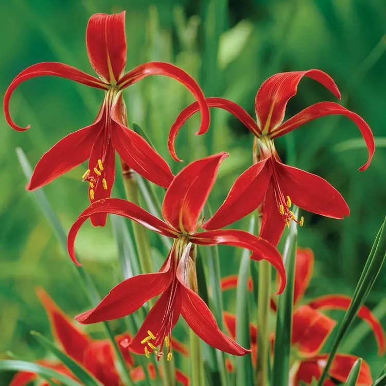 Aztec lily hot sale
